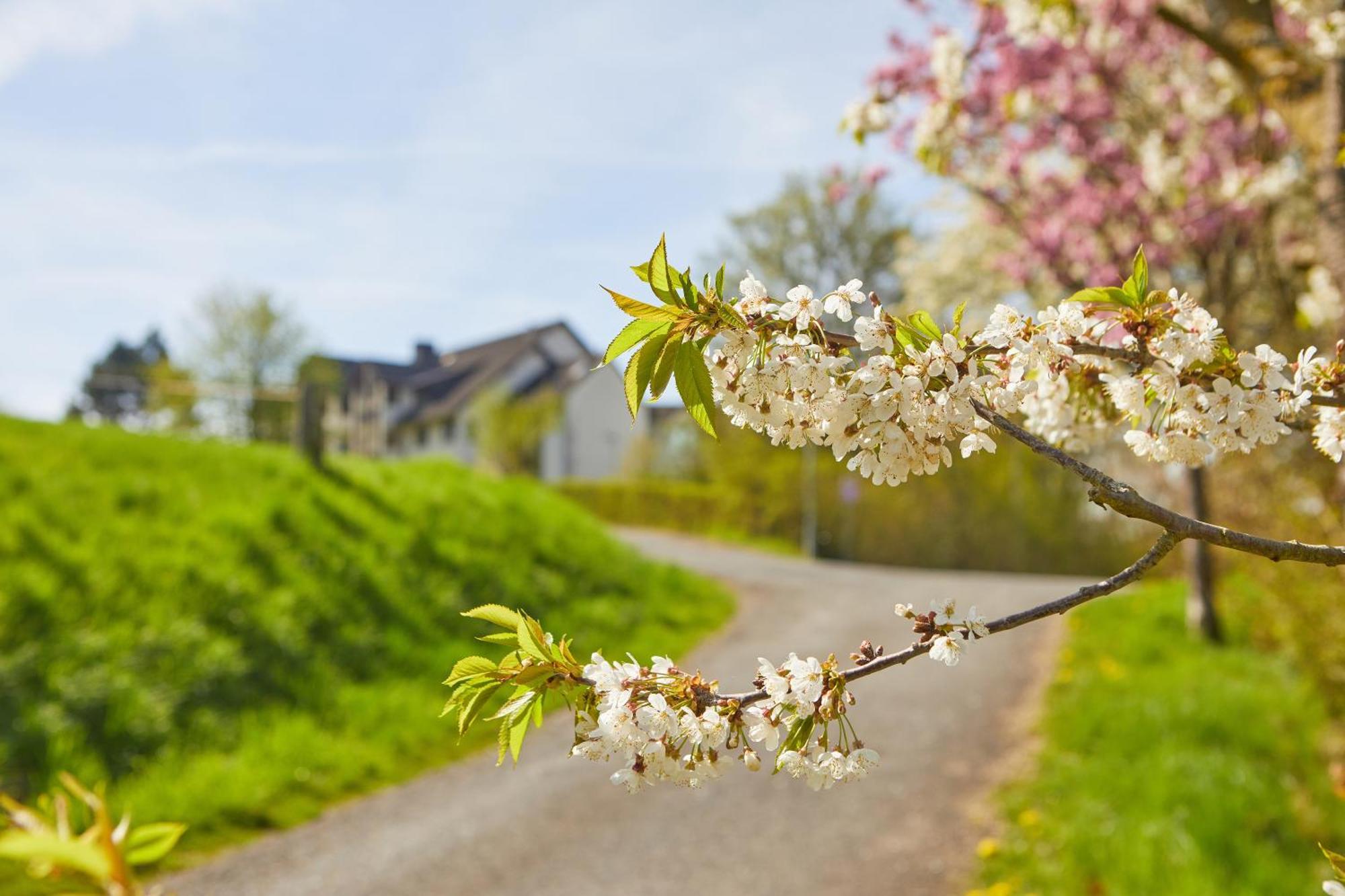 Hotel Sonneck Knüllwald Eksteriør billede